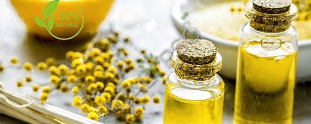 Мимоза абсолютные нефтяные льготы